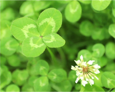 地域貢献×人財育成（伴走支援）